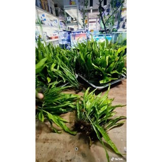 Dương xỉ Java Trident – Dạng lá ba chạc, mọc rậm, siêu đẹp cho hồ thủy sinh.