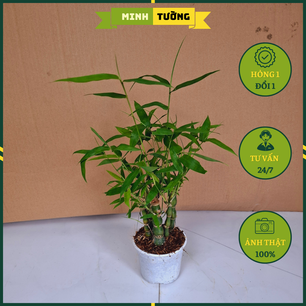Cây Trúc Quan Âm Mini Để Bàn (Size Mini) - Cây Trúc Phật Bà - Cây Cảnh ...