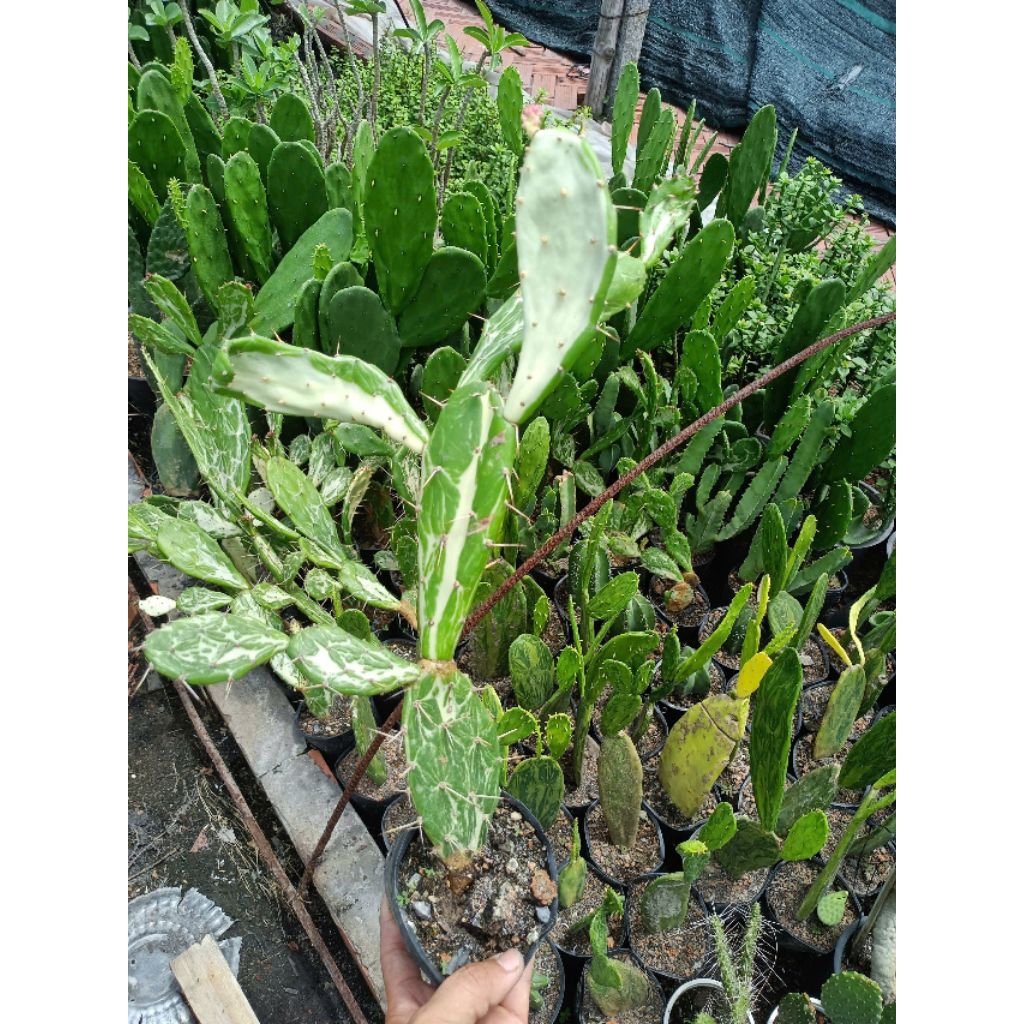 XƯƠNG RỒNG T.AII TH.O LEM OPUNTIA VAR MỘT CÂY 4.5 TAII | Shopee Việt Nam