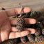 10 Trái Alder Cones (Erlenzaphen) Chất Lượng Cao (~3cm) | Dưỡng Cá Tép- Hạ pH – Diệt Khuẩn – Lên Màu Nước
