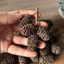10 Trái Alder Cones (Erlenzaphen) Chất Lượng Cao (~3cm) | Dưỡng Cá Tép- Hạ pH – Diệt Khuẩn – Lên Màu Nước