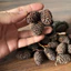 10 Trái Alder Cones (Erlenzaphen) Chất Lượng Cao (~3cm) | Dưỡng Cá Tép- Hạ pH – Diệt Khuẩn – Lên Màu Nước