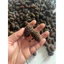 10 Trái Alder Cones (Erlenzaphen) Chất Lượng Cao (~3cm) | Dưỡng Cá Tép- Hạ pH – Diệt Khuẩn – Lên Màu Nước