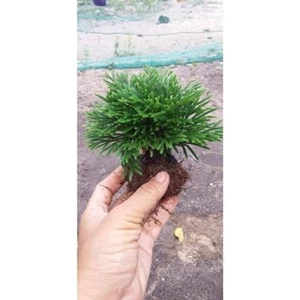 cây trường sinh thảo ( dương xỉ đá)trang trí tiểu cảnh, hòn non bộ,,setup terarium...vv