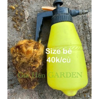 củ dương xỉ culi siêu to chuẩn lông vàng , trồng trong nhà không cần ánh nắng