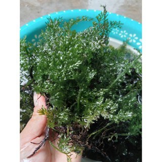 Dương xỉ châu phi lá nho siêu đẹp trang trí hồ thuỷ sinh
