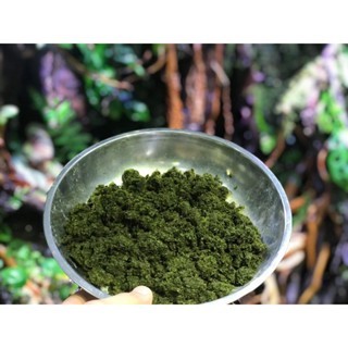 100gram rêu minifiss hàng vò dùng ươm trồng trong bể cá thủy sinh, làm nền