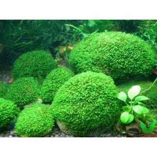 100gram rêu minifiss hàng vò dùng ươm trồng trong bể cá thủy sinh, làm nền