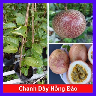 Chậu chanh dây hồng đào ( chanh dây giống mới ) cây giống ăn quả cho trái ngon ngọt