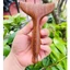 Cây Mát Xa Gỗ Đàn Hương - Thư Giãn, Giảm Căng Cơ Mặt, Mát Xa Cơ Thể
