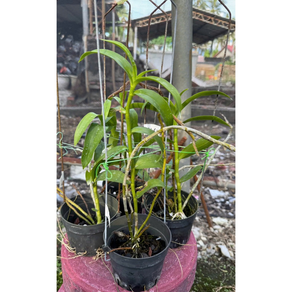 Dã Hạc Vôi Mậm Tím