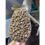 Cà phê Hạt , Bột Robusta50%Mix Culi 50% S18