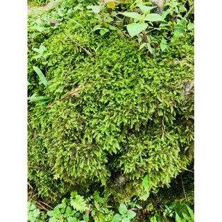 rêu wepping trang trí terarium bán cạn setup siêu đẹp