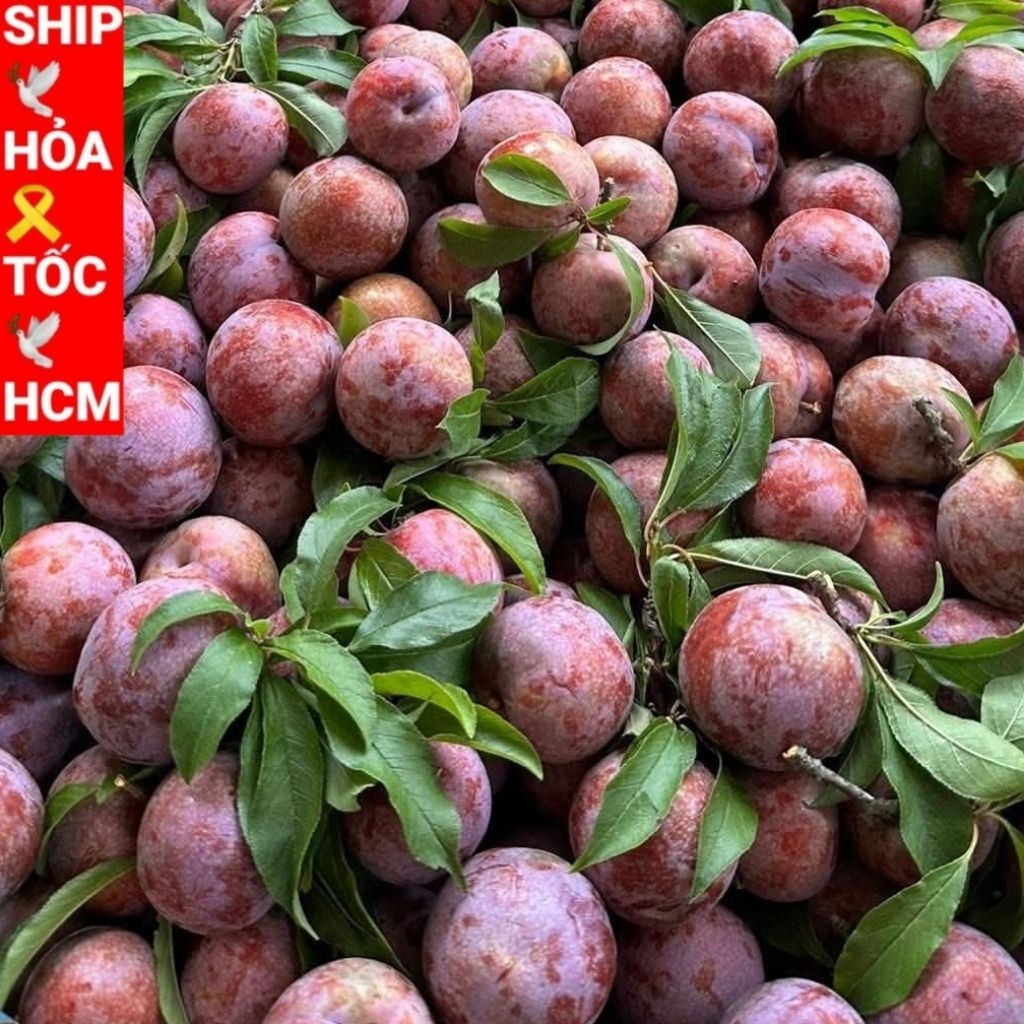 [[ 3kg]] trái mận tươi MẬN HÀ NỘI .MẬN SƠN LA.MẬN HẬU | Shopee Việt Nam