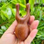 Bộ Dụng Đa Năng Mát Xa Ấn Huyệt Nâng Cơ Giúp Lưu Thông Máu Hỗ Trợ Giấc Ngủ Làm Đẹp Da