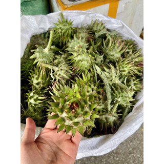 [KÈM CỎ NGỌT] Trà Hoa Atiso Sapa Khô Pha Trà, Hầm Canh, Túi Đóng Sẵn Tiện Lợi 250g/ 500g