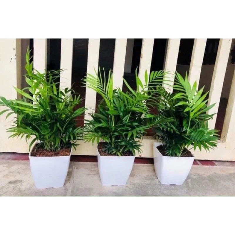 Chậu nhựa vuông V20 (20x20x20cm) loại 1 dày đẹp