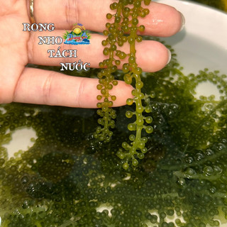 1 gói Rong nho tách nước 100g, rong nho trộn salad, rong nho Dũng Ca