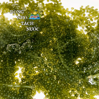 Combo 10 gói rong nho tách nước 100g/gói, rong nho tách nước Nông Sản Dũng Ca
