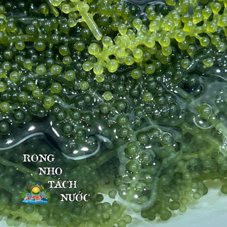 Combo 5 gói rong nho tách nước 100g/gói, rong biển rong nho tách nước Nông Sản Dũng Ca