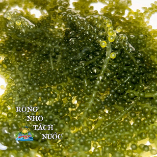 1 gói Rong nho tách nước 100g, rong nho trộn salad, rong nho Dũng Ca