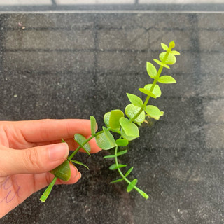100g Lá táo tim 17cm chất liệu nhựa mềm (100g) trang trí hộp quà,tấm thiếp,và nhiều ý tưởng sáng tạo trang trí khác
