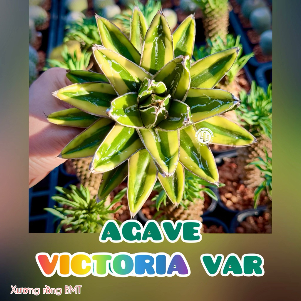 1 Cây Sen đá xương rồng Agave Victoria Var size 8-10cm | Shopee Việt Nam