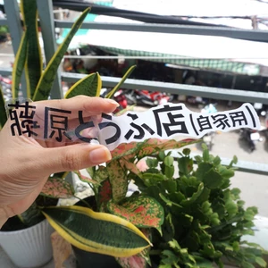 Sticker chữ Nhật Bản màu đen nền trong suốt. Không dán lên nền đen và nền màu tối. Chống nước, không bay màu