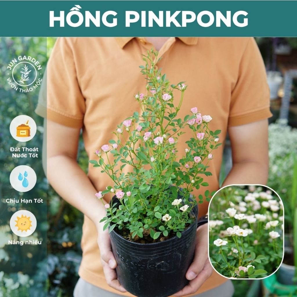 Cây Hồng Bụi PINKPONG Hoa Nhỏ JUN GARDEN | Shopee Việt Nam