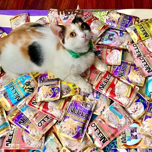 Pate cho mèo lớn Nekko Adult Gói 70gr