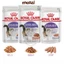 Pate cho mèo Royal Canin Babycat - Kitten - Gastro - Beauty - Hairball - Sterilised - British - Renal