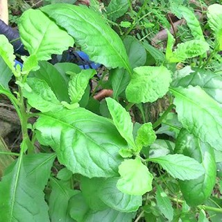 100 Hạt - Hạt Giống Cải Trời Phương Nam