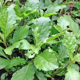 100 Hạt - Hạt Giống Cải Trời Phương Nam