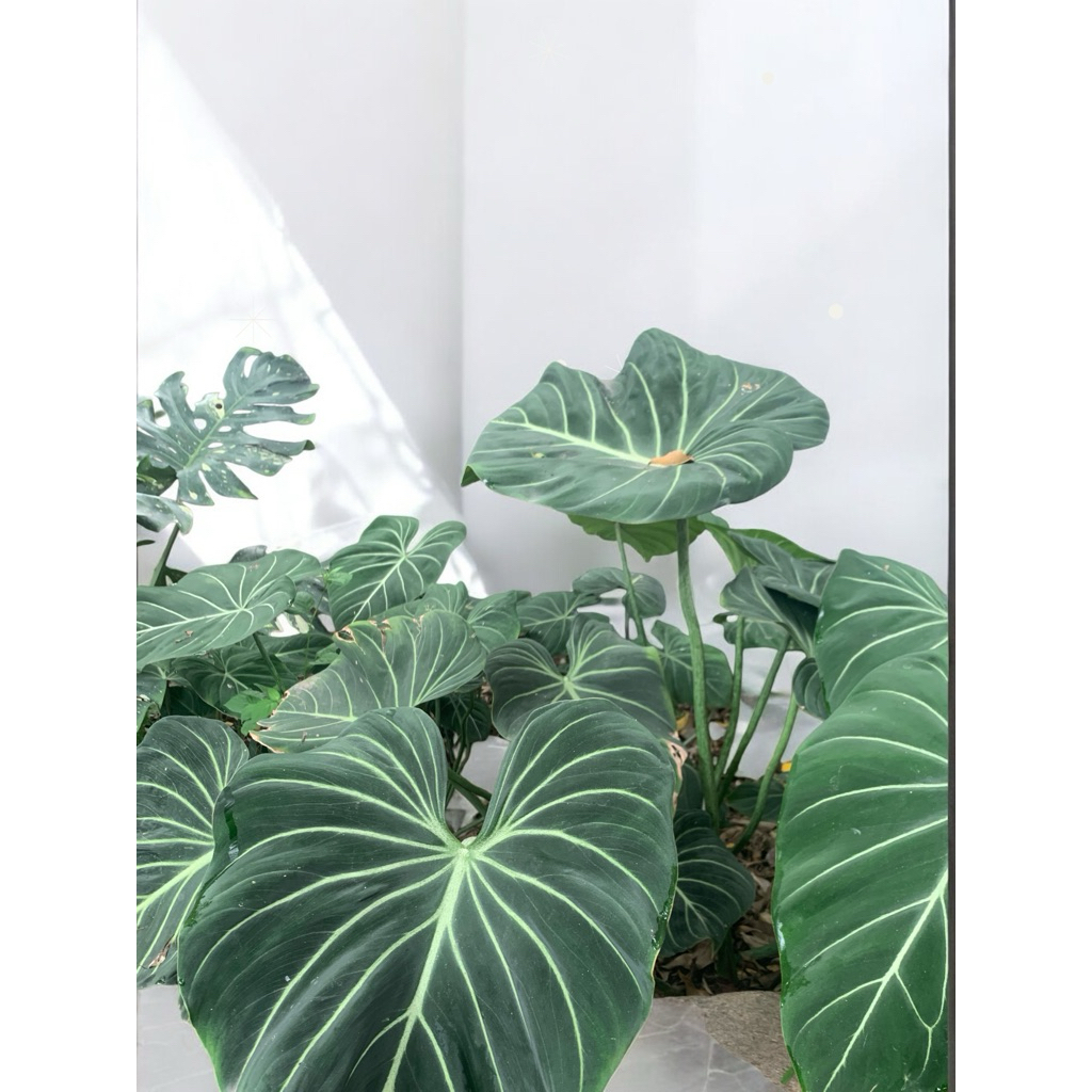 plant shelf indoor window 4 Tier Window Plant Shelf  JDM Wood Creations