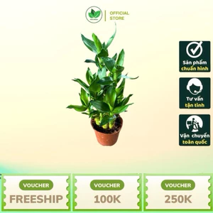 Trúc Phát Tài Phát Lộc – Cây Nội Thất May Mắn Dễ Chăm