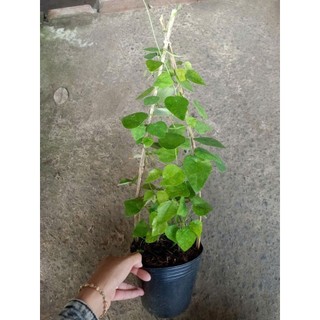 Chậu dây lá sâm lông ( sương sâm lông)