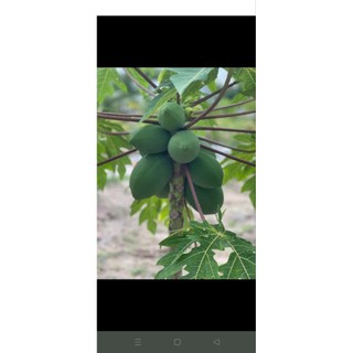 Cây giống Đu Đủ Tím siêu ngọt