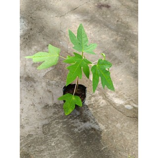 Cây giống Đu Đủ Tím siêu ngọt