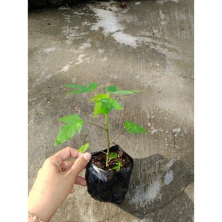 Combo 5 cây Đu Đủ Tím siêu ngọt, mua 10 tặng 1