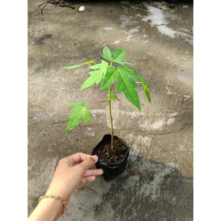 Combo 5 cây Đu Đủ Tím siêu ngọt, mua 10 tặng 1