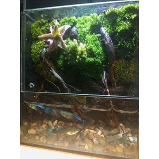 Terrarium "Thanh Lộ Viên" quà tặng tốt nghiệp ý nghĩa trang trí bàn học bàn làm việc bể nuôi cá mini