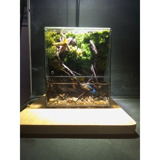 Terrarium "Thanh Lộ Viên" quà tặng tốt nghiệp ý nghĩa trang trí bàn học bàn làm việc bể nuôi cá mini