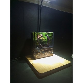 Terrarium "Thanh Lộ Viên" quà tặng tốt nghiệp ý nghĩa trang trí bàn học bàn làm việc bể nuôi cá mini
