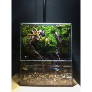 Terrarium "Thanh Lộ Viên" quà tặng tốt nghiệp ý nghĩa trang trí bàn học bàn làm việc bể nuôi cá mini