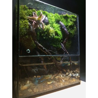 Terrarium "Thanh Lộ Viên" quà tặng tốt nghiệp ý nghĩa trang trí bàn học bàn làm việc bể nuôi cá mini