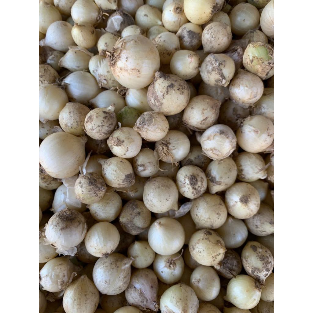 1KG CỦ NÉN HUẾ ( HÀNH TĂM ) SIÊU THƠM - ĐẶC SẢN HUẾ | Shopee Việt Nam