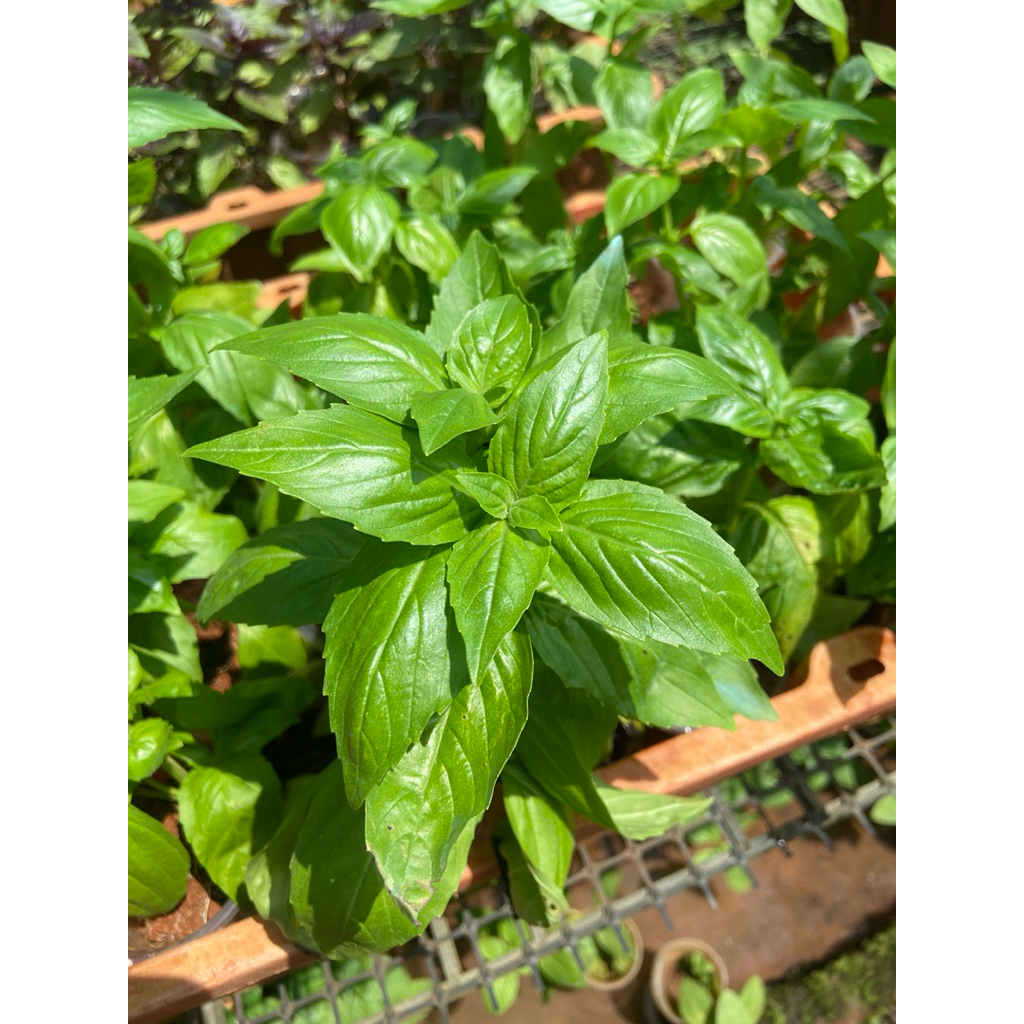 Combo 10 cây giống húng tây (basil) | Shopee Việt Nam