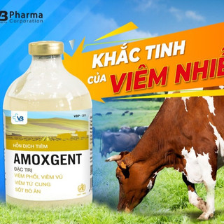 Amoxgent 100ml hỗn dịch tiêm VB Pharma trị nhiễm khuẩn Viêm phổi Viêm vú Viêm tử cung Sốt bò ăn