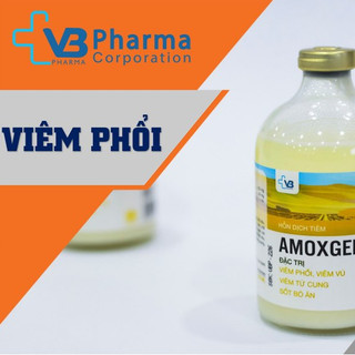 Amoxgent 100ml hỗn dịch tiêm VB Pharma trị nhiễm khuẩn Viêm phổi Viêm vú Viêm tử cung Sốt bò ăn