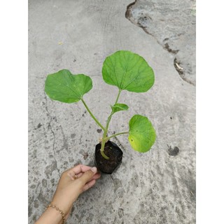 Cây Giống Bầu dài F1 , có bầu đất
